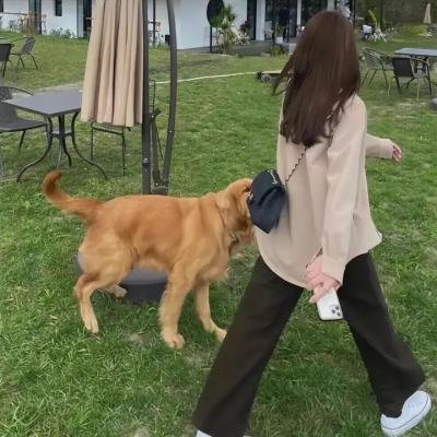 我的狗子 排行